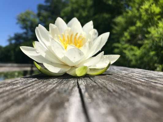 a white flower on a wooden surface