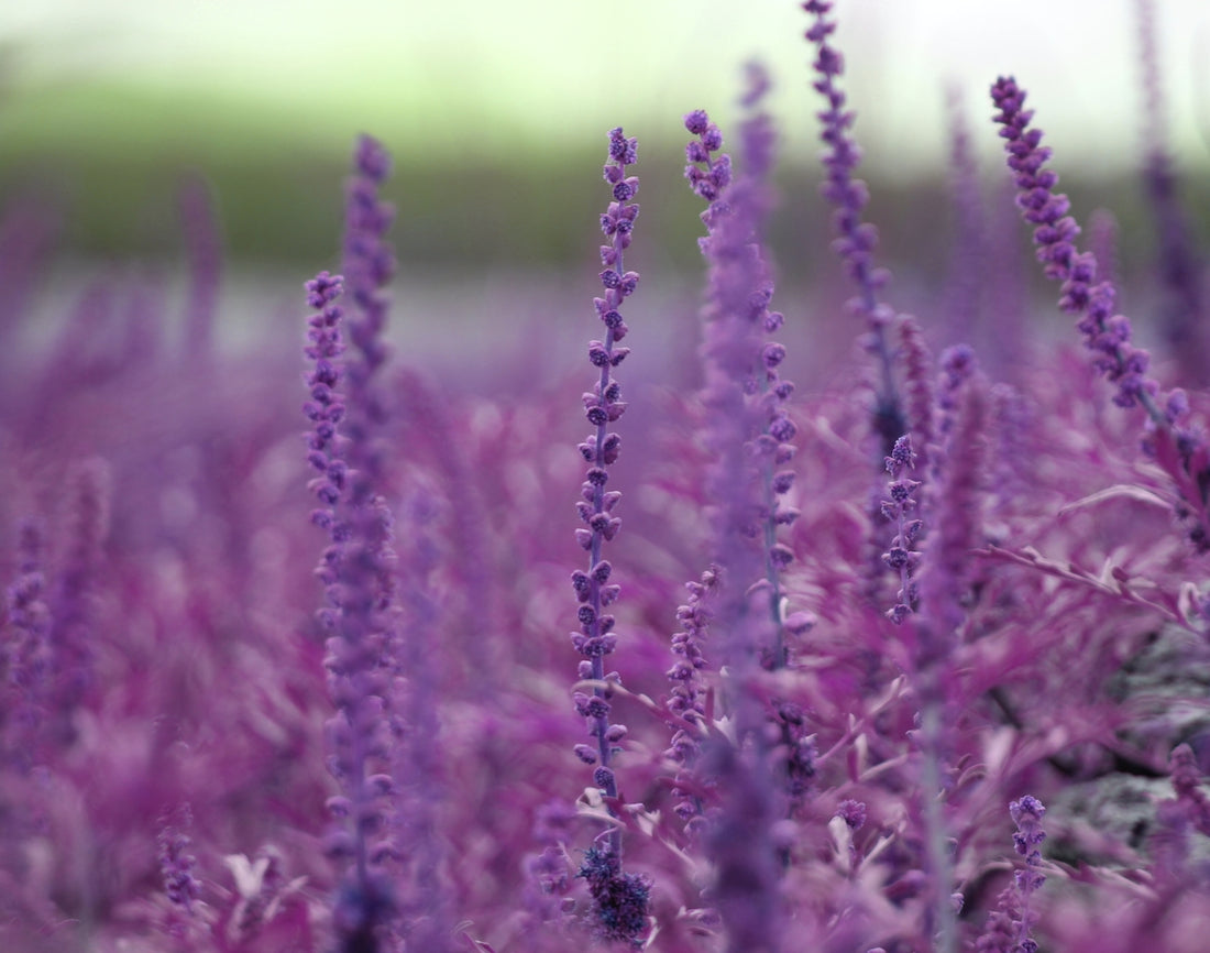 a field of purple flowers with a blurry background