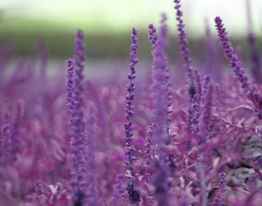 a field of purple flowers with a blurry background